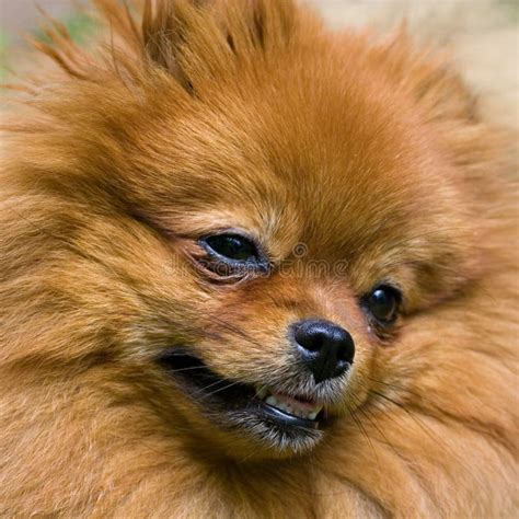 The spitz-dog. stock photo. Image of close, pomeranian - 2766174