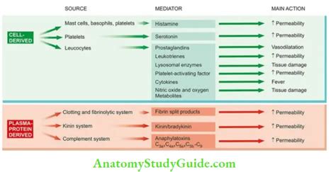 Functions Of Chemical Mediators Of Inflammation Notes Anatomy Study Guide