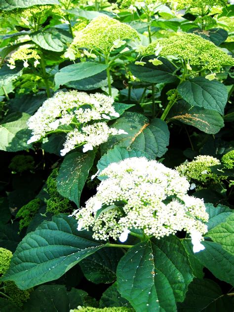 Long Island's Garden Girl ~: Happy Hydrangeas, Part 1: Pruning