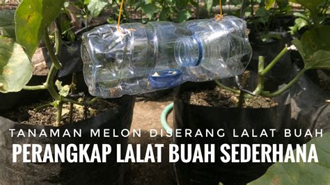 Mudah Sekali Membuat Perangkap Lalat Buah Dari Botol Bekas Air Mineral