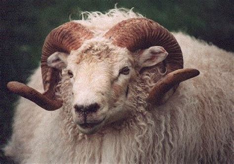 Elkhorn Icelandic Sheep | Quick Facts About Icelandic Sheep — Breed Characteristics