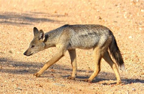 Jackal - Description, Habitat, Image, Diet, and Interesting Facts