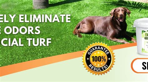 how to neutralize dog pee