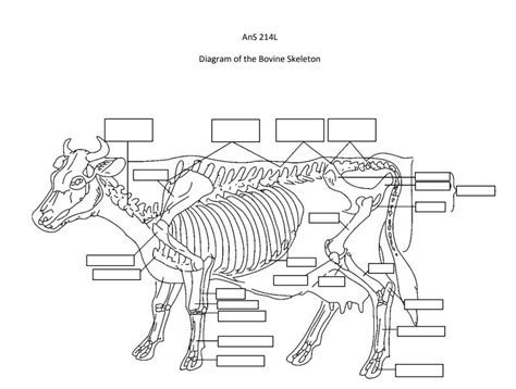 Bovine Skeleton Diagram