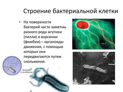 Прокариотическая клетка - презентация онлайн