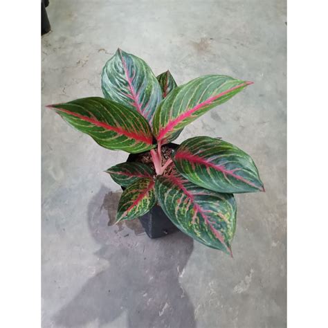 Jual Aglaonema Red Borju Shopee Indonesia