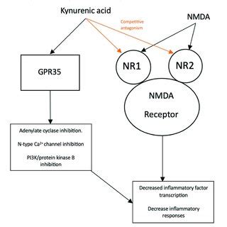 Simplified Schematic Of Kynurenic Acid And Its Effects On Reducing