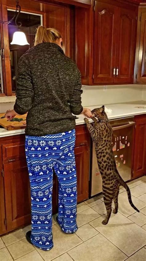 The Tallest House Cat In The World