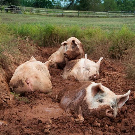 File:Yorkshire pigs at animal sanctuary.jpg - Wikipedia