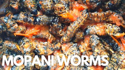 How To Cook Mopani Worms Masonje Recipe South African Youtuber