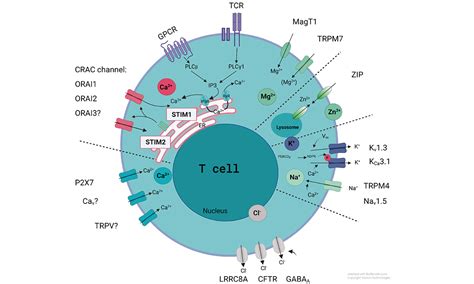 Immune Diseases Nanion Technologies