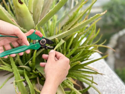 Quali Sono I Benefici Dell Aloe Vera E Perch Usarla