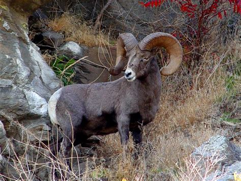 Bighorn Sheep Of Washington Flickr