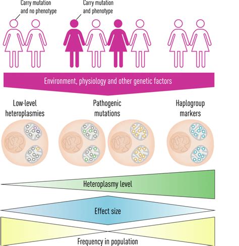 Common Mutations In Humans