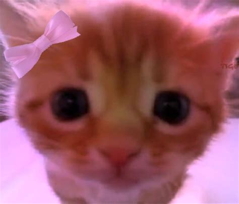 Cute Cat Coquette Made By Me So Please Give Credits If Repost In 2024 Funny Cute Cats Cute