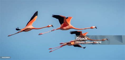 Beautiful Cuba Wildlife Pictures Stock Photo - Download Image Now - Animal, Animal Body Part ...