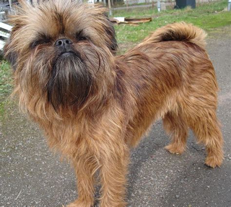 Griffon Bruxellois Characteristics And Character Dogs Breeds