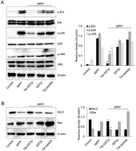 Effects Of Tat GSTpi Protein On MPP Induced Expression Of