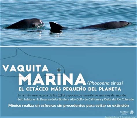 Vaquita Marina Caracter Sticas H Bitat Alimentaci N Reproducci N