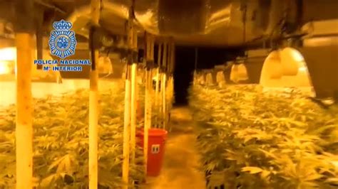 Desmantelada La Mayor Plantaci N De Marihuana Subterr Nea En Una Finca