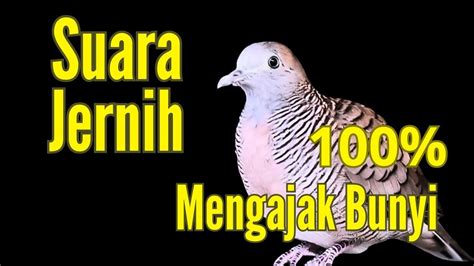 Suara Ini Perkutut Lokal Gacor Suara Besar Mengajak Bunyi Youtube