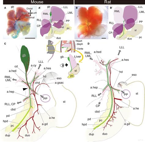 Anatomy And Development Of The Extrahepatic Biliary System In Mouse And