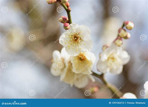 Camellia Japonica Stock Photo Image Of Japonica Closeup 139126312