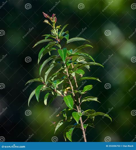 Native Persimmon, American Common Persimmon - Diospyros Virginiana