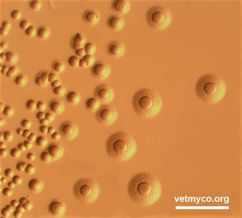 Mycoplasma Agalactiae Vetmyco