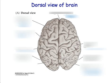 Dorsal View Of Brain Diagram Quizlet