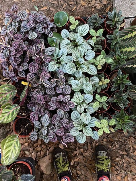 Variegated Fuschia Ripple Peperomia Plant Purple Etsy Peperomia