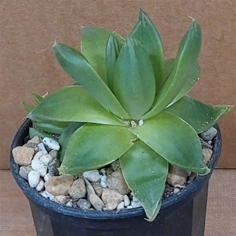 Haworthia Planifolia Buy Online Visit Nursery Succulent