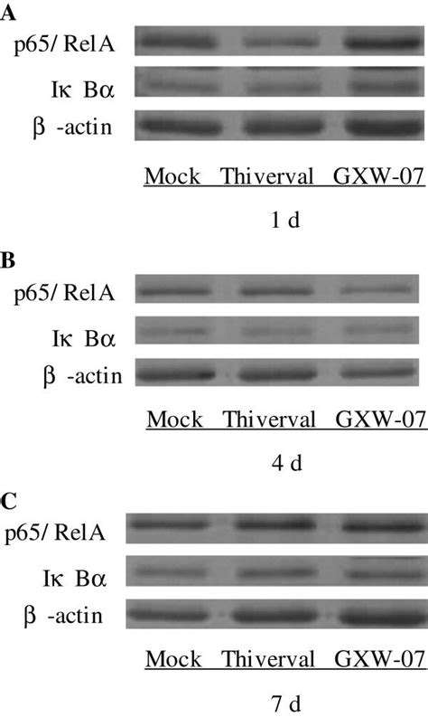 Effect Of Csfv On P65rela And Iκbα Expression In Pbmcs A P65rela