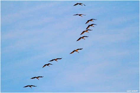 La Migration Des Grues Cendr Es Au Lac Du Der Le Blog De Nature Ailes