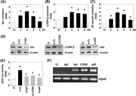 Sp C Ebp And Nf B Dna Binding Activities Induced By Sdf