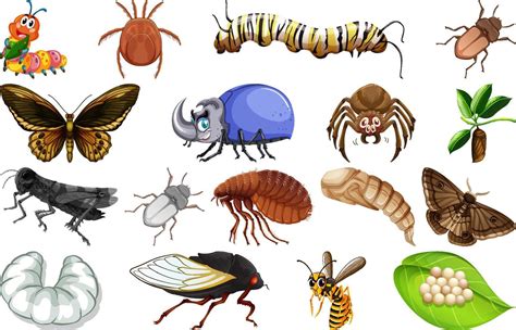 Different Kinds Of Insects Collection Vector Art At Vecteezy