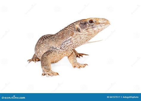 Young Savannah Monitor Lizard Royalty-Free Stock Photography | CartoonDealer.com #66157517