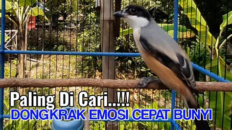 AMPUH Naikan Emosi Cendet Malas Agar Cepat Respon Dan Cepat Bunyi