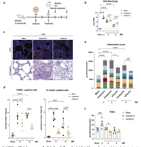 Figure 5 from Identi ﬁ cation of FasL as a crucial host factor driving