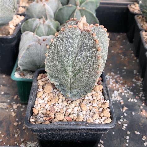 Astrophytum Myriostigma Cv Onzuka Quadricostatum Cactus And Other