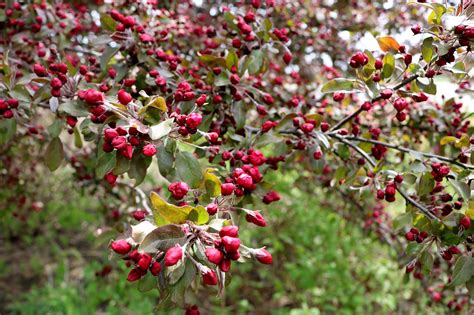 Florecer Rosado Manzana Foto Gratis En Pixabay Pixabay