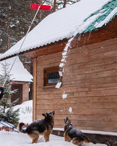 Remove Snow From The Roof With A Special Snow Shovel Stock Photo