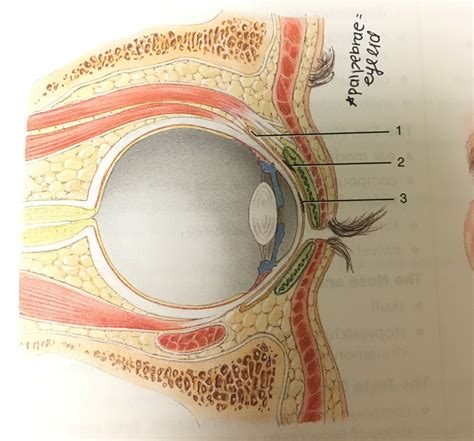Accessory structures of the eye (part 1) diagram