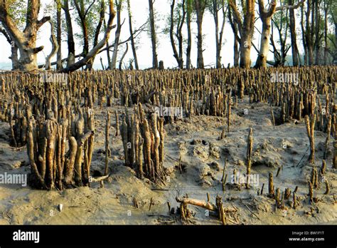 mangroves, Sundarbans National Park, Bangladesh Stock Photo - Alamy