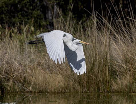 Great Egret — Launching and Flight – Sonoran Images
