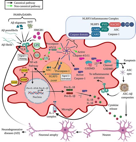 Frontiers The Role Of Microglia And The Nlrp Inflammasome In