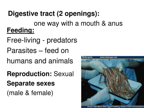 Ppt Nematodes Roundworms Powerpoint Presentation Free Download