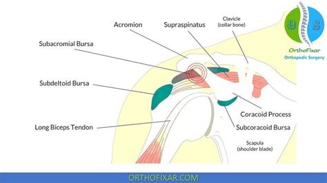 Dealing with acromion pain with the best exercises for relief – Artofit