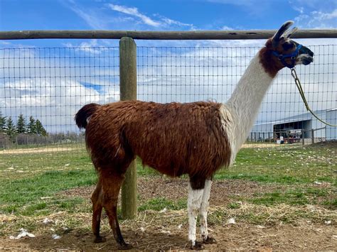 Montana Pack Llama Llamas Sale Males Females — Bridger Backcountry Llamas