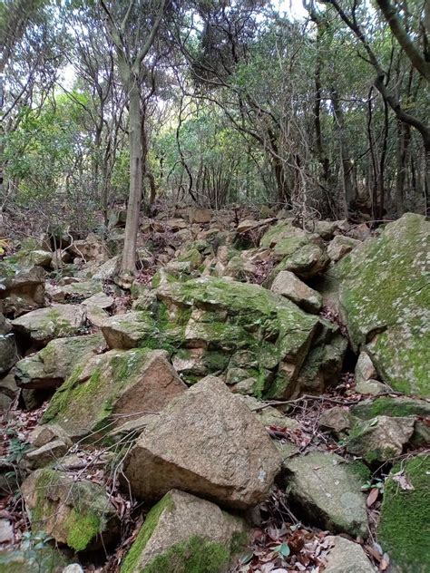 雨上がりの菊水ルンゼ、妙号岩、君影ロック！😉👍 六甲山・長峰山・摩耶山の写真10枚目 苔生すガレ沢。 Yamap ヤマップ